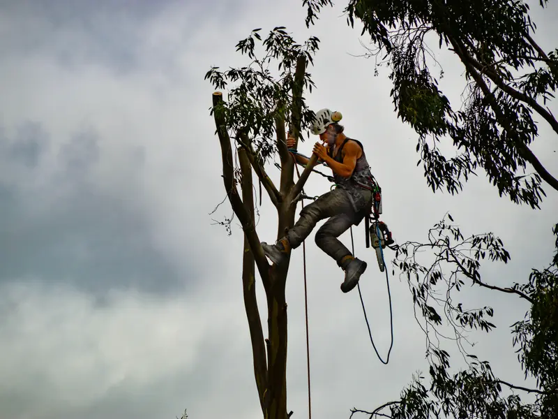 Climber in a helmet working near the top of a tall trimmed tree against a cloudy sky