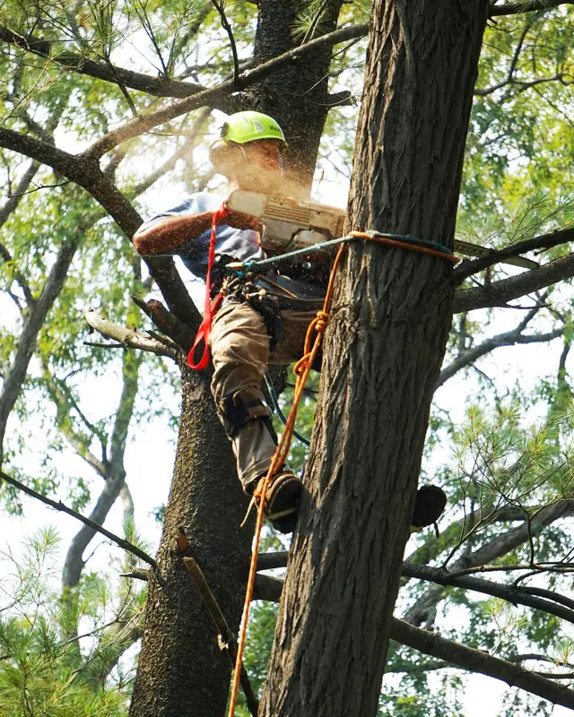 Climber in a green helmet cutting a limb from a tall pine, sawdust falling