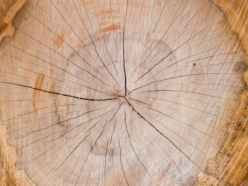 Close-up of the rings and cracks in a freshly cut tree trunk