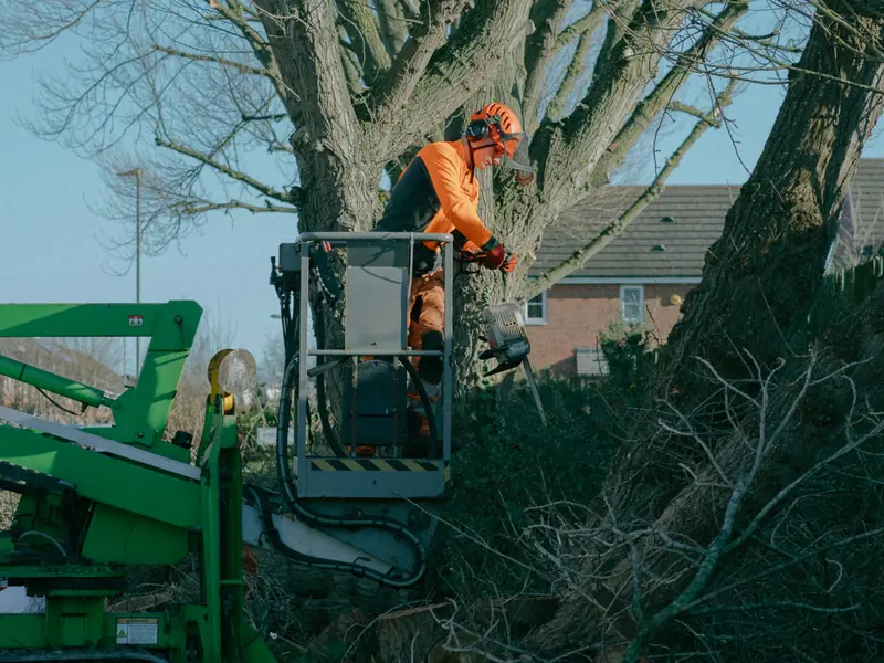 Worker in a lift platform cutting limbs from a large bare tree beside a house