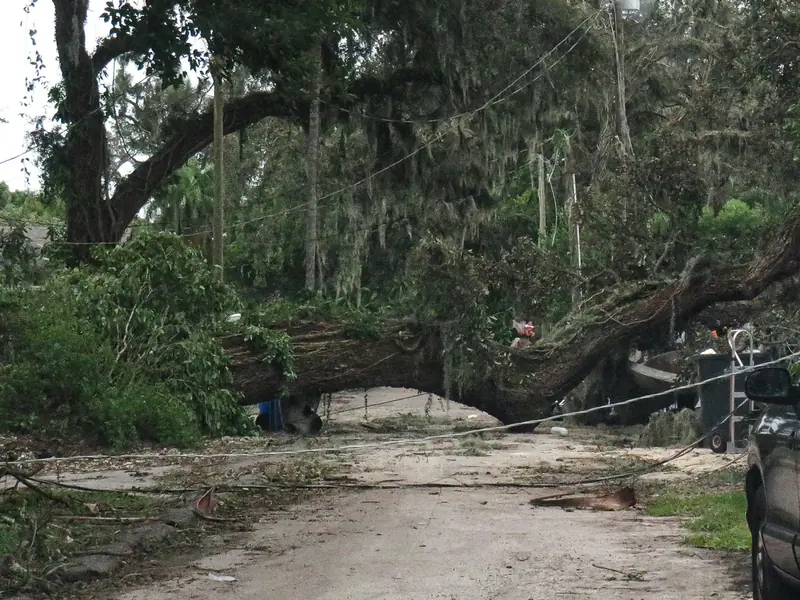 Large oak fallen across a residential street with power lines down on the road