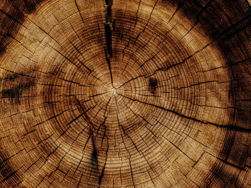 Close-up of the growth rings in a cut tree trunk