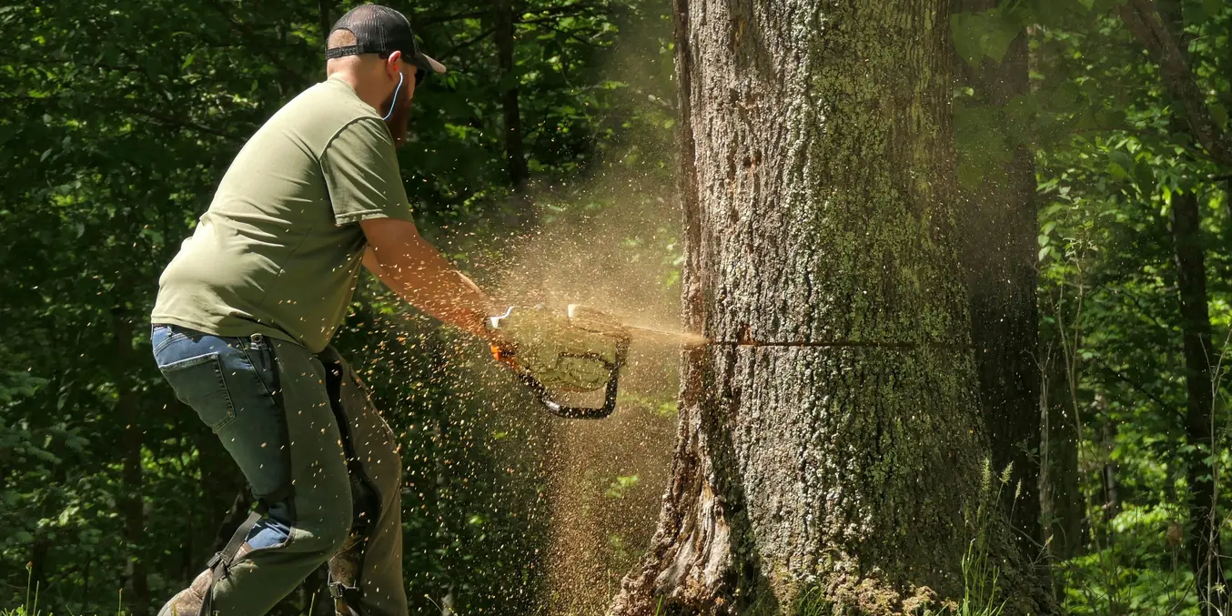 Worker in a green shirt cutting into the base of a large oak with a chainsaw, sawdust in the air