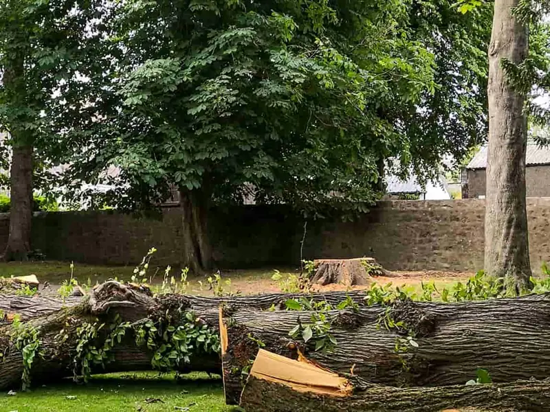 Several large tree trunks cut into lengths and lying on a lawn in a park