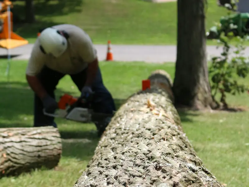 Worker in a white helmet cutting a long felled log into sections on a lawn