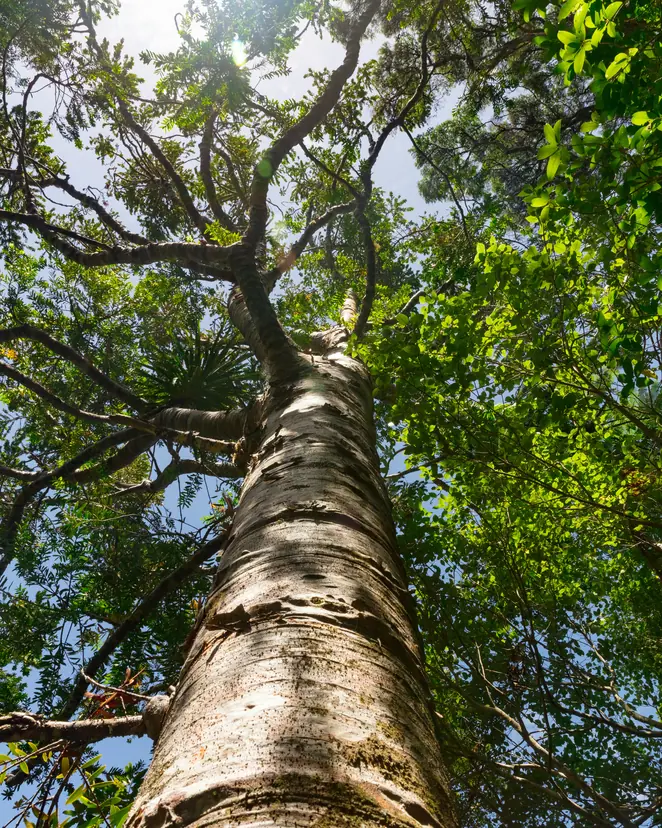 Looking straight up the trunk of a tall tree into its leafy canopy