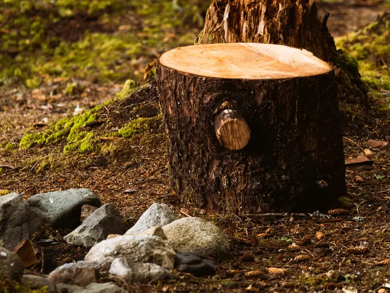 Freshly cut tree stump on a mossy forest floor with rocks in front