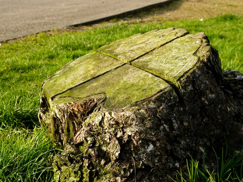 Old weathered tree stump covered in moss on a lawn beside a park path