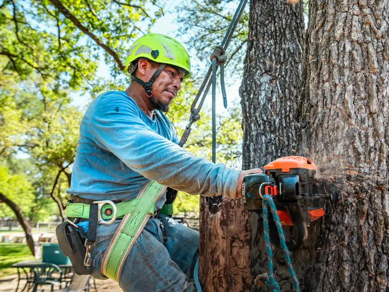 Climber in a harness and green helmet cutting into an oak trunk with a chainsaw