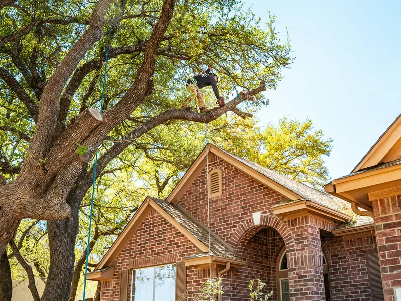 Climber on a rope cutting a limb from a large oak growing over the roof of a brick house