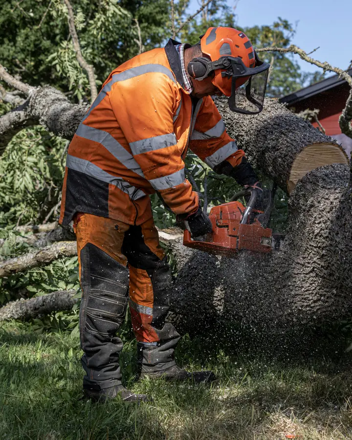 Worker in orange safety gear and a helmet cutting a large felled tree trunk with a chainsaw